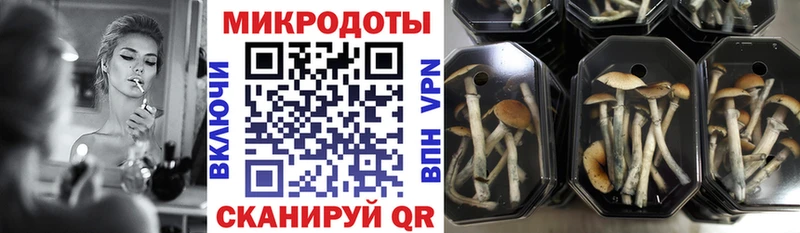 Псилоцибиновые грибы Psilocybe  кракен рабочий сайт  Бабушкин 